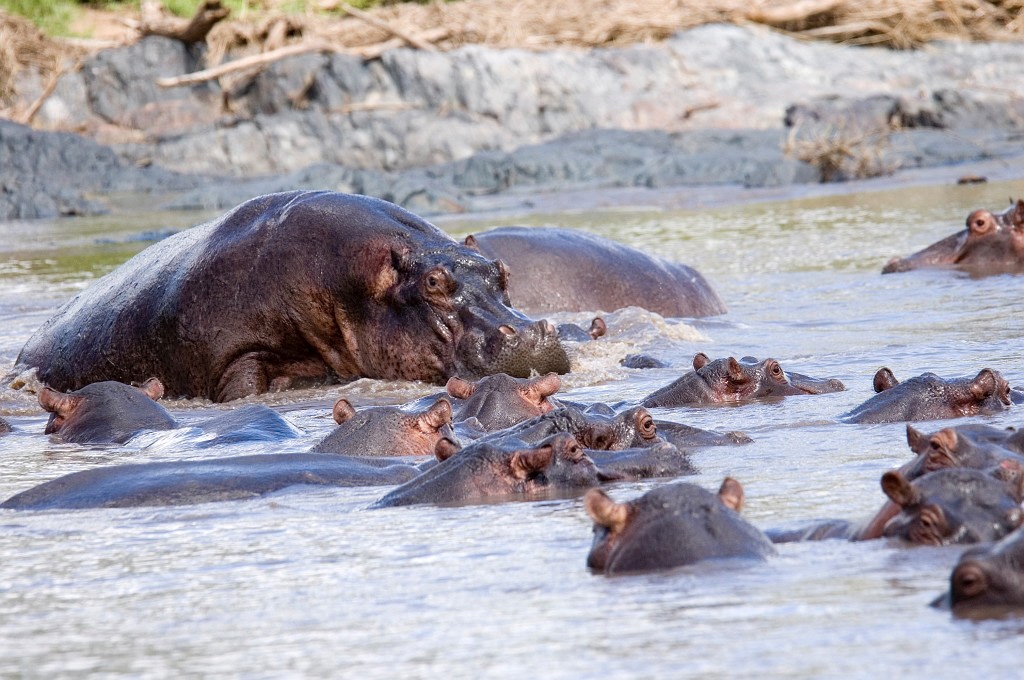 Serengeti Fldhest00.jpg - Hippopotamus (Hippopotamus amphibius), Tanzania March 2006